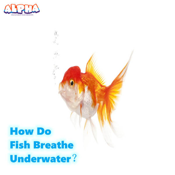 Alpha science classroom：How Do Fish Breathe Underwater