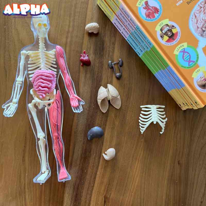 Alpha Science Toys： The Benefits Why Human Anatomy Models Are Essential STEM Toys