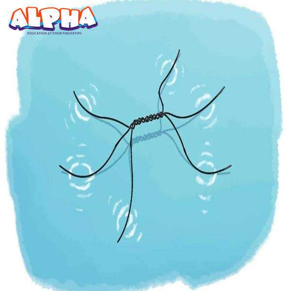 Alpha science classroom： Build a Water Strider