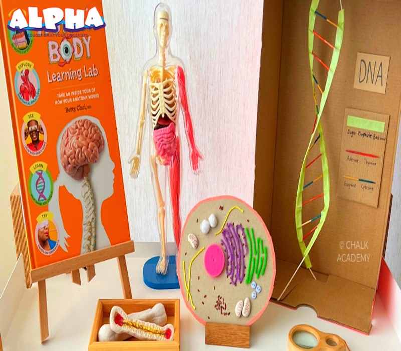 Alpha-Science-Toys-Human- Anatomy- Toys