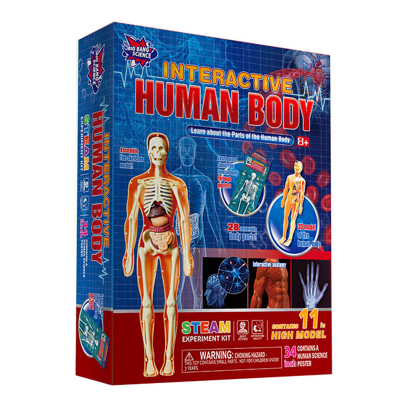 DIY Interactive Human Anatomy Model Science Kit