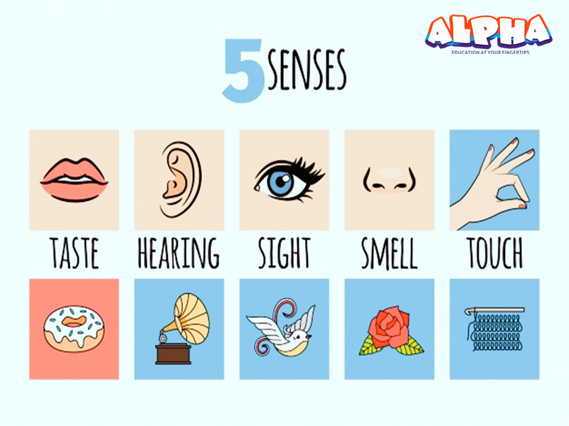 Alpha science classroom：science toys-five-senses-infographic-educational science toys