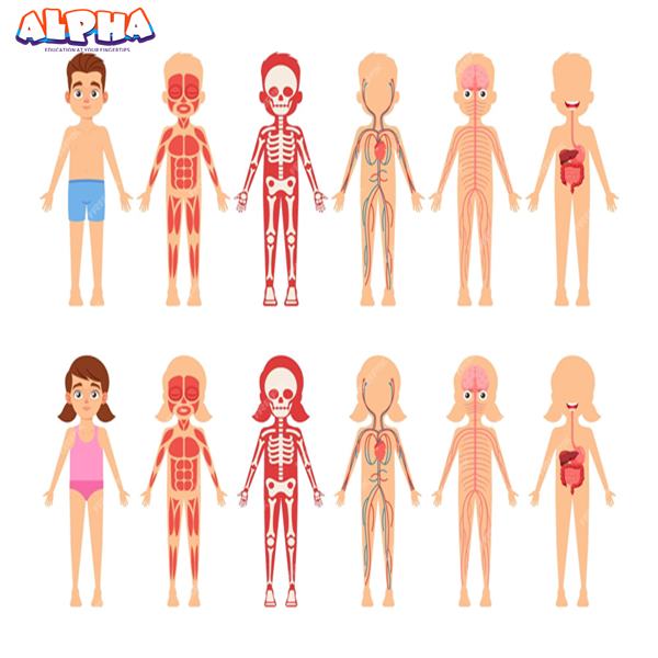 Alpha Science Toys: Explore The Fascinating World of Human Anatomy Toys And Launch The Perfect Gift for Students