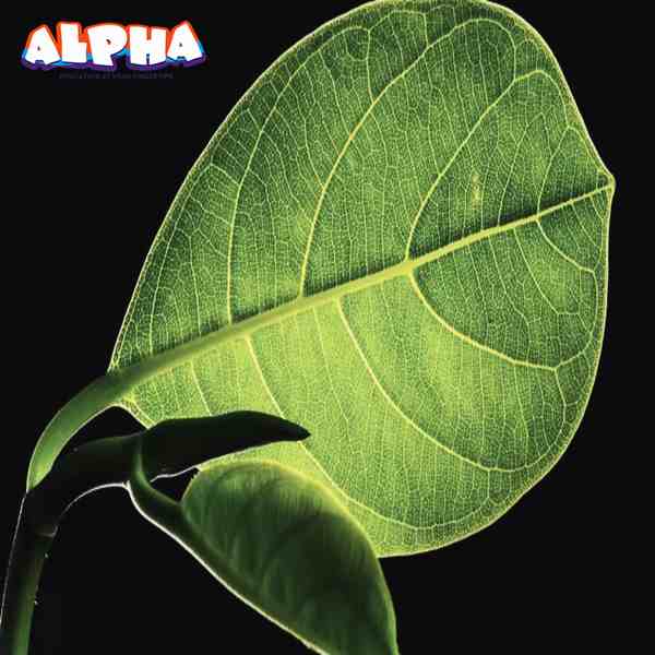 Alpha science classroom： Test for Starch in Plants