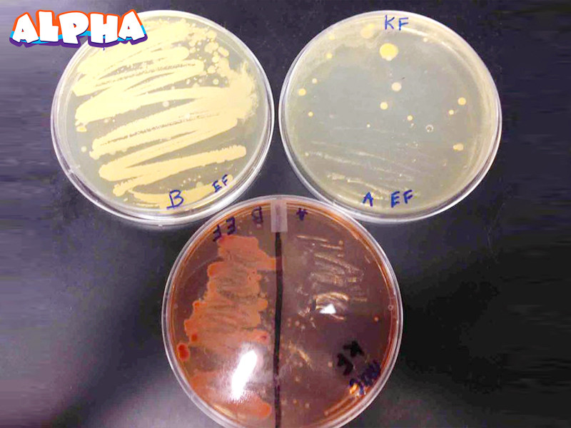 Alpha science classroom-explore bacteria growth-science experiments for kids