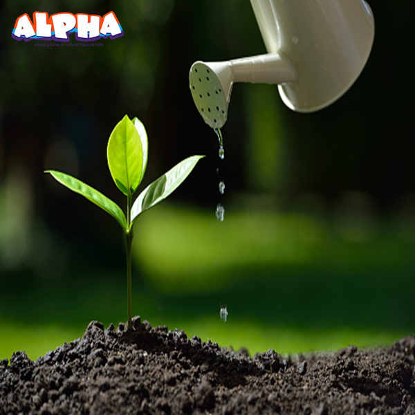 Alpha science classroom： Effects of greywater on plant growth