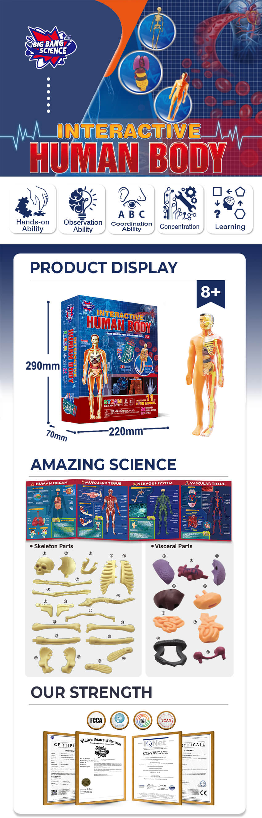 Human-Anatomy-Model-Product-details-chart